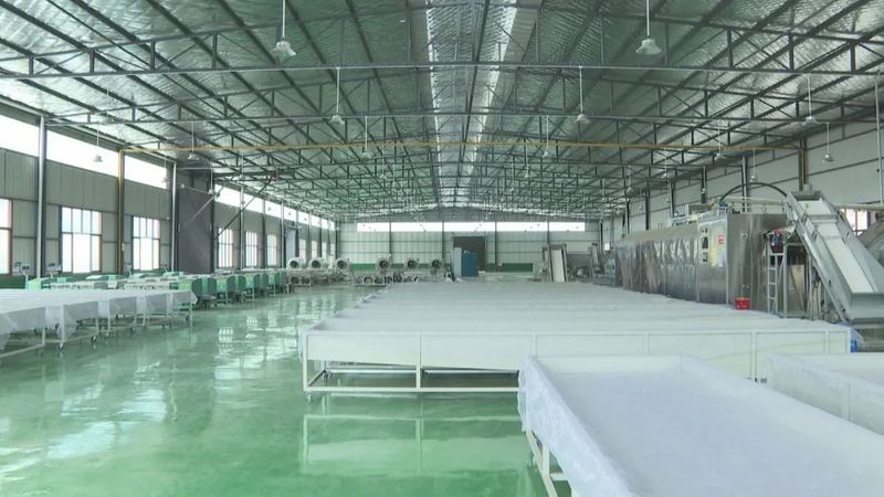 有关于屏山2022年春茶进入丰收季的相关内容(3)
