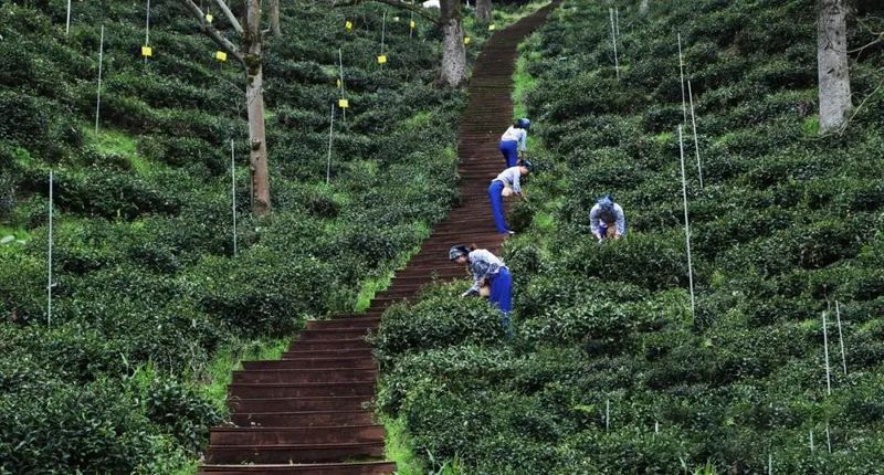 有关于“2021中国茶市场”“两会里的茶声音”“黄山禁止化学农药进入”“山西元墓奉茶壁画”的消息(3)