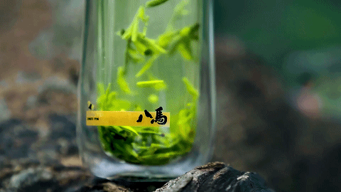 有关于春天抢“鲜”季,获双法保护的西湖龙井究竟有多香?的资讯(3)