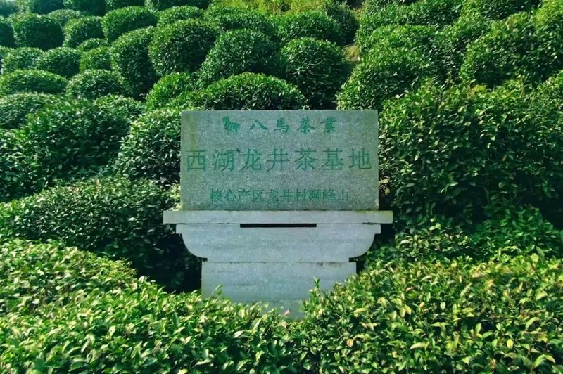 有关于春天抢“鲜”季,获双法保护的西湖龙井究竟有多香?的资讯(4)