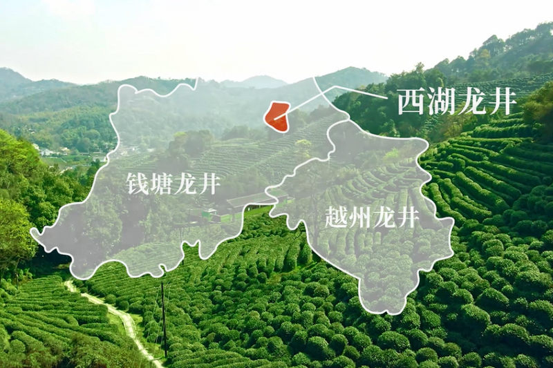 有关于春天抢“鲜”季,获双法保护的西湖龙井究竟有多香?的资讯(1)