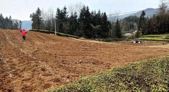 有关于鹤峰县：8万亩老茶园改造正有序推进的相关信息(1)