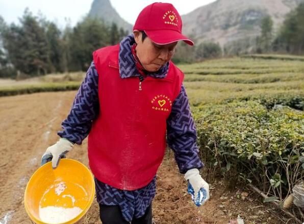 有关于鹤峰县：8万亩老茶园改造正有序推进的相关信息(2)