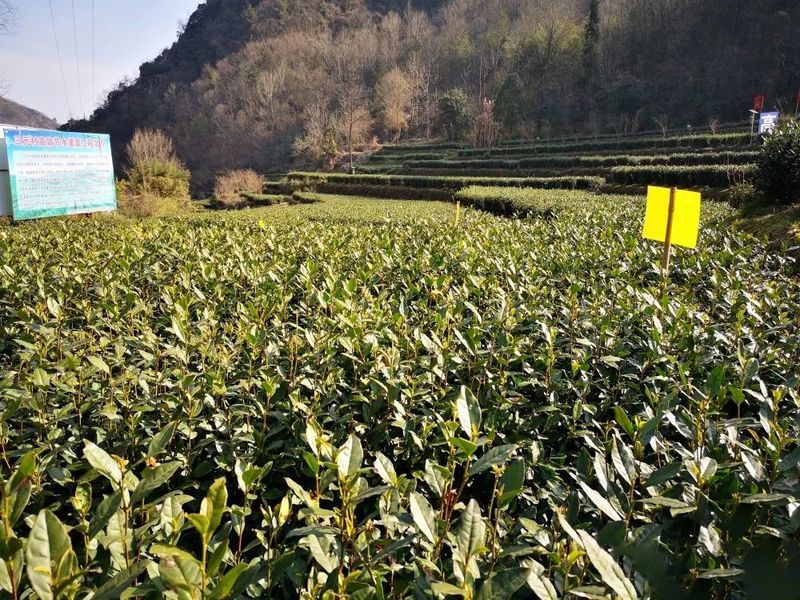 有关于安康百万亩茶园只待溢新香的内容