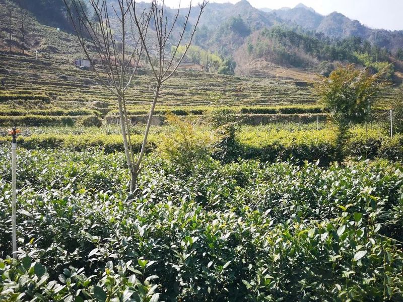 有关于安康百万亩茶园只待溢新香的内容(1)