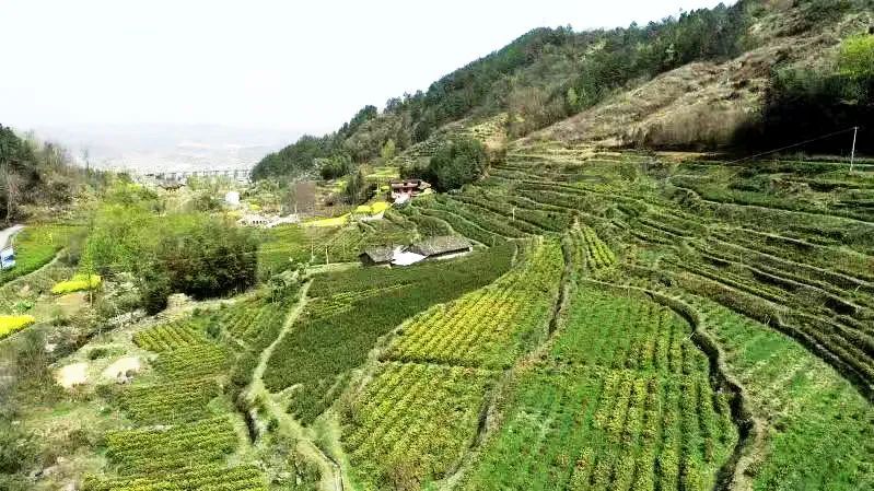 关于安康:百万亩茶园只待溢新香的最新消息