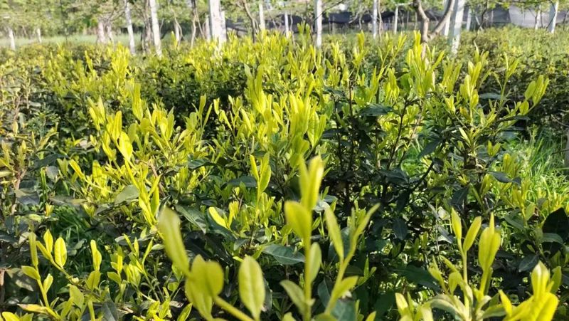 关于安康:百万亩茶园只待溢新香的最新消息(1)