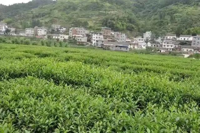 关于安康:百万亩茶园只待溢新香的最新消息(2)