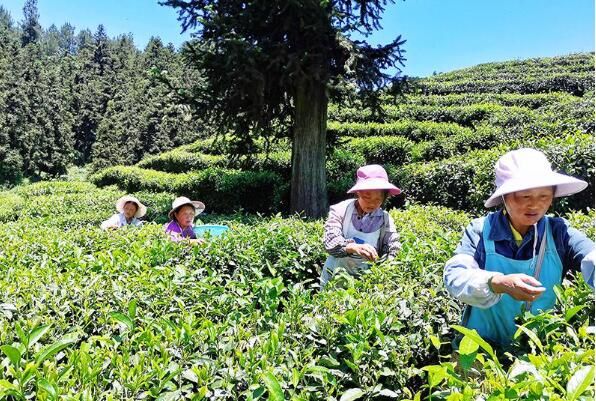 关于关岭:叶叶嫩芽随春至缕缕茶香漫关山的消息(3)