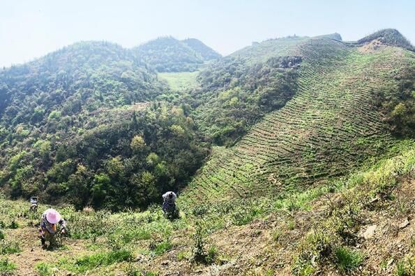 关于关岭:叶叶嫩芽随春至缕缕茶香漫关山的消息
