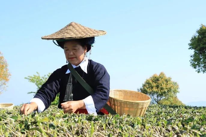 关于云南墨江:茶山歌声飘 茶农采茶忙的相关内容(1)