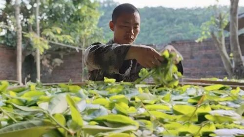 有关于退伍军人回乡耕耘 种出好茶助农增收的消息(2)