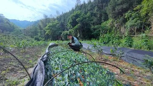 有关于退伍军人回乡耕耘 种出好茶助农增收的消息