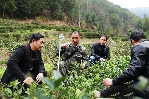 有关于退伍军人回乡耕耘 种出好茶助农增收的消息(1)