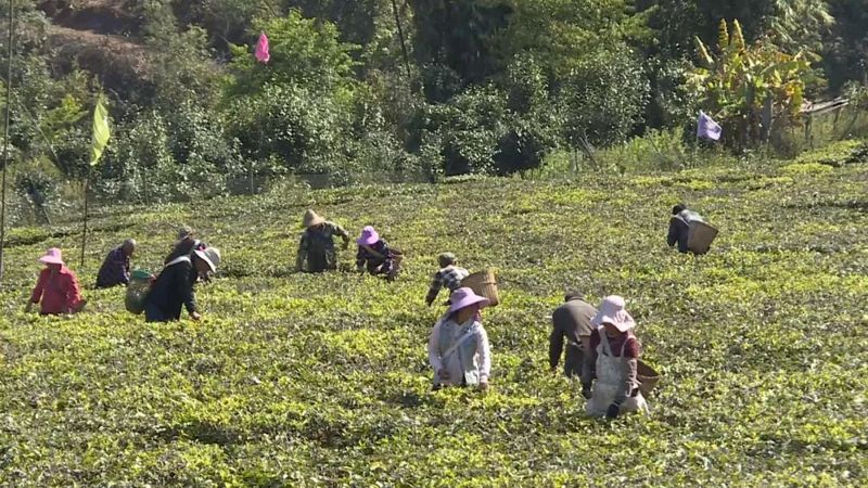 有关于宁洱县茶庵塘“头春茶”开采 打好生态牌走稳有机路的信息(1)