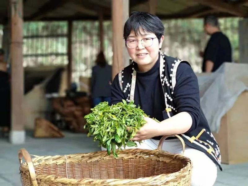 有关于宁洱县茶庵塘“头春茶”开采 打好生态牌走稳有机路的信息(2)