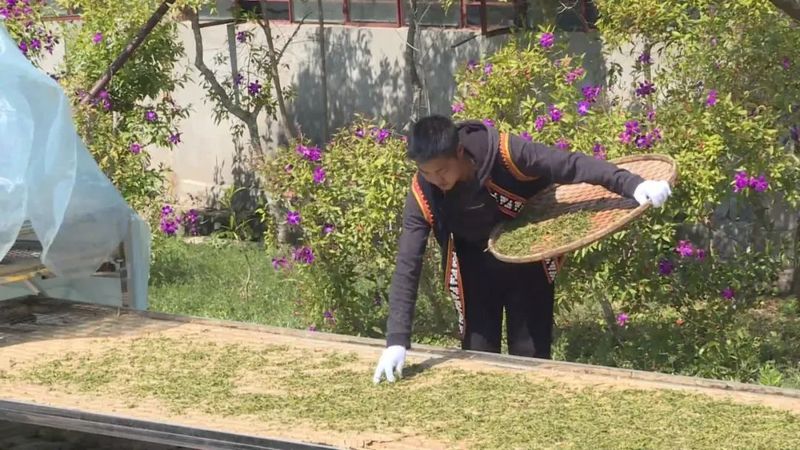 有关于宁洱县茶庵塘“头春茶”开采 打好生态牌走稳有机路的信息(4)