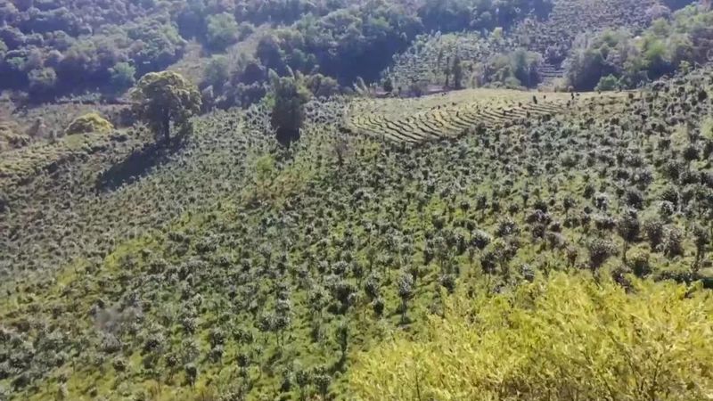有关于宁洱县茶庵塘“头春茶”开采 打好生态牌走稳有机路的信息