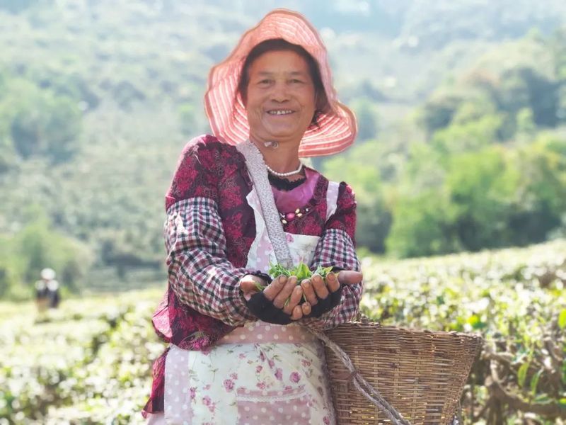 有关于宁洱县茶庵塘“头春茶”开采 打好生态牌走稳有机路的信息(3)