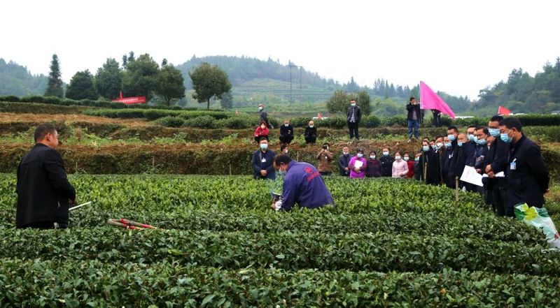 有关于湄潭洗马镇:绿叶生金,茶农致富有奔头的相关内容(1)