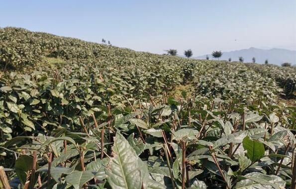 有关于仁怀:明前茶园管护忙 静待茶香溢满园的最新消息(3)
