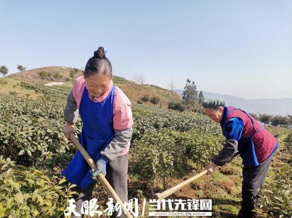 有关于仁怀:明前茶园管护忙 静待茶香溢满园的最新消息(1)