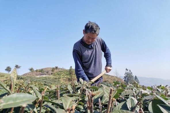 有关于仁怀:明前茶园管护忙 静待茶香溢满园的最新消息(2)
