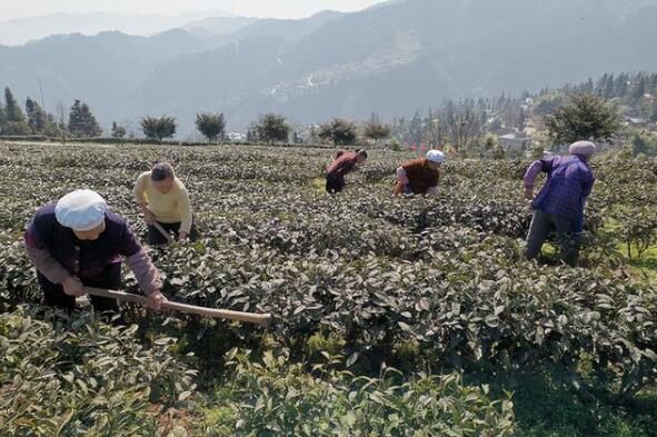 有关于仁怀:明前茶园管护忙 静待茶香溢满园的最新消息
