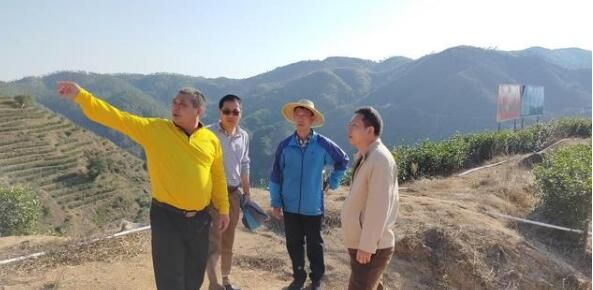 关于番禺区:两个茶园流转成功为村里带来17年稳定收入的消息(3)