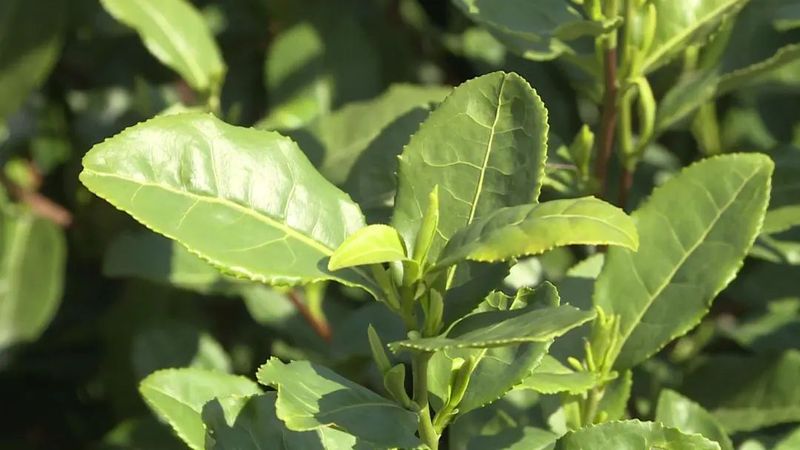 关于预计年产值2亿元，莲都春茶全面开采的信息(6)