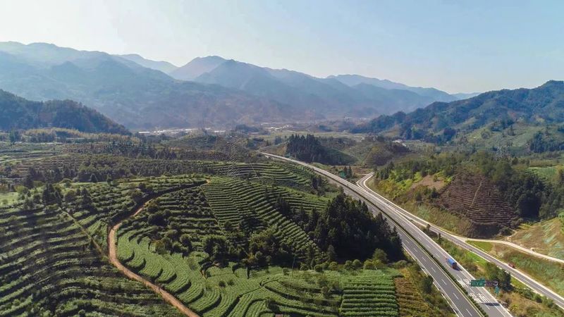 关于预计年产值2亿元，莲都春茶全面开采的信息(5)