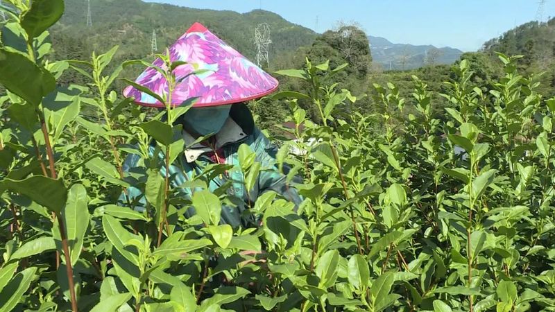 关于预计年产值2亿元，莲都春茶全面开采的信息