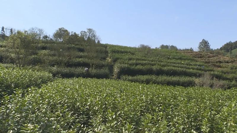 关于预计年产值2亿元，莲都春茶全面开采的信息(1)