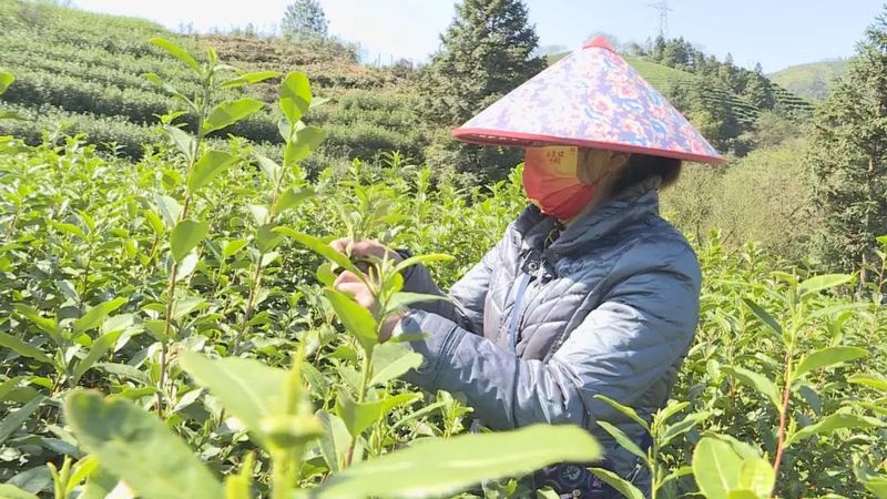 关于预计年产值2亿元，莲都春茶全面开采的信息(4)