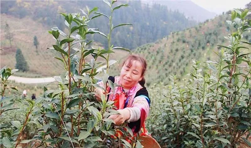 有关于安顺:首批春茶开采 双手舞动茶山的相关信息(4)