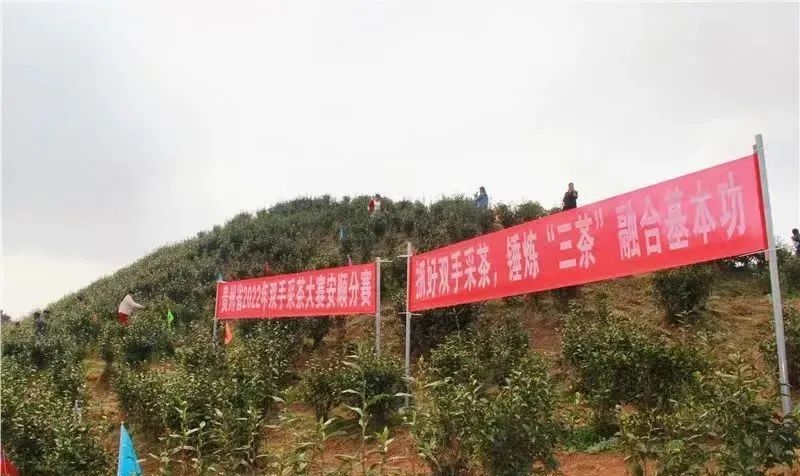 有关于安顺:首批春茶开采 双手舞动茶山的相关信息(7)