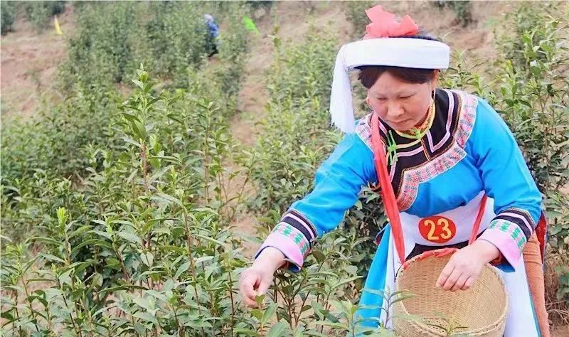 有关于安顺:首批春茶开采 双手舞动茶山的相关信息(5)