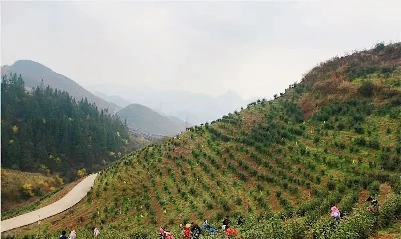 有关于安顺:首批春茶开采 双手舞动茶山的相关信息