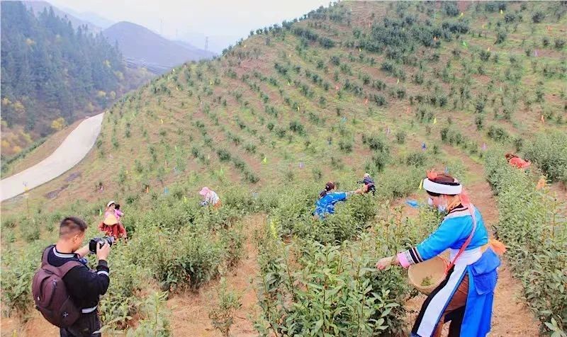 有关于安顺:首批春茶开采 双手舞动茶山的相关信息(6)