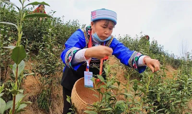 有关于安顺:首批春茶开采 双手舞动茶山的相关信息(3)