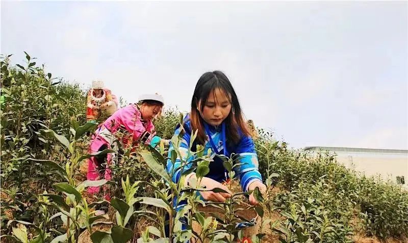 有关于安顺:首批春茶开采 双手舞动茶山的相关信息(2)