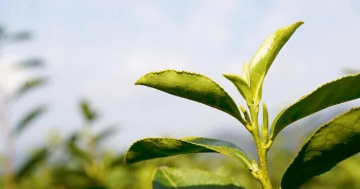 关于青田春茶采摘正当时,一杯茶里看春天!的新闻(5)