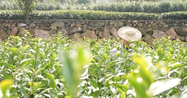 关于青田春茶采摘正当时,一杯茶里看春天!的新闻(1)