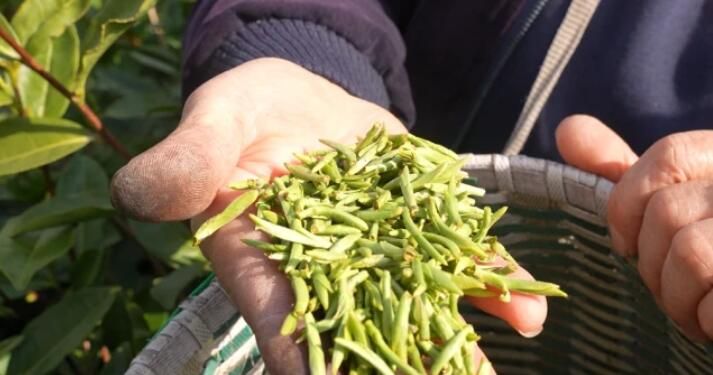 关于青田春茶采摘正当时,一杯茶里看春天!的新闻(4)