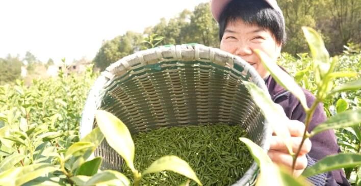 关于青田春茶采摘正当时,一杯茶里看春天!的新闻(2)