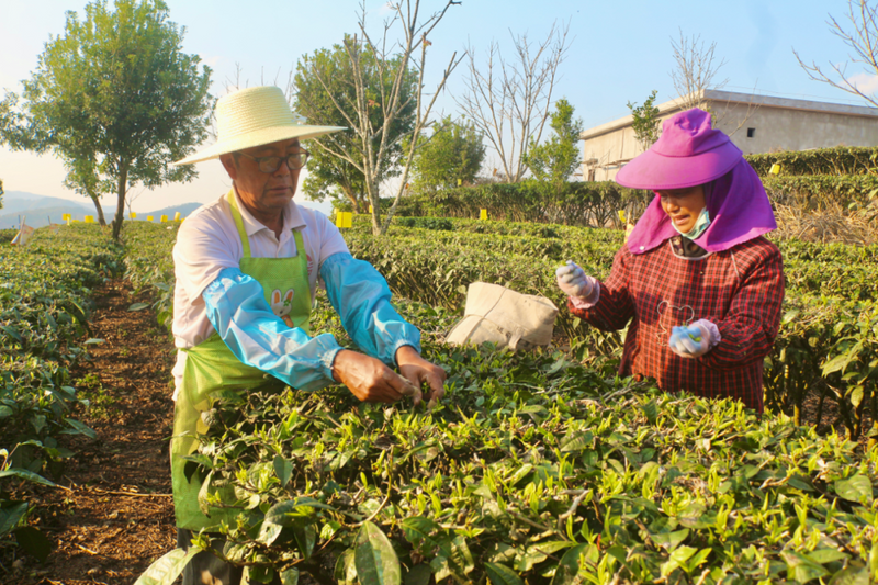 关于三村乡：春茶“抢鲜”上市 助力茶农增收的资讯(7)