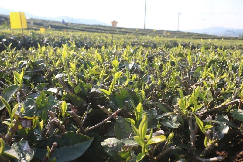 关于三村乡：春茶“抢鲜”上市 助力茶农增收的资讯(4)