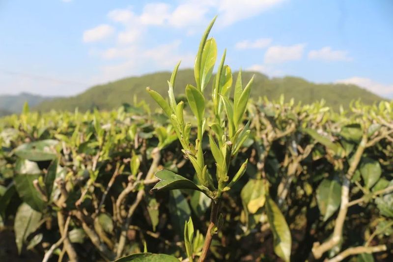 关于三村乡：春茶“抢鲜”上市 助力茶农增收的资讯(5)