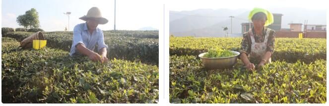 关于三村乡：春茶“抢鲜”上市 助力茶农增收的资讯(6)