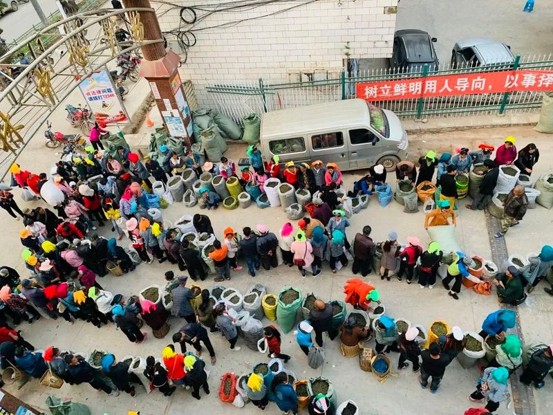 关于三村乡：春茶“抢鲜”上市 助力茶农增收的资讯(3)